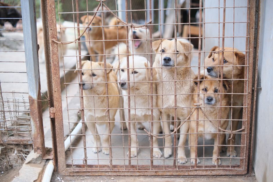 Find the Right Adoptable Pet When Listings Are Outdated