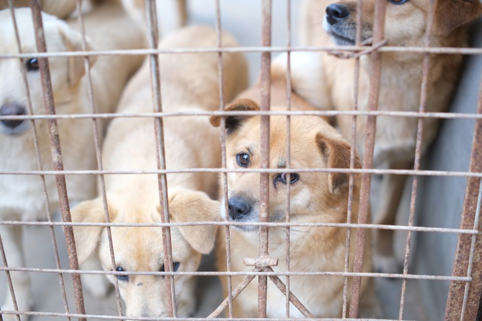 How Can I Avoid Pet Adoption Scams Online?