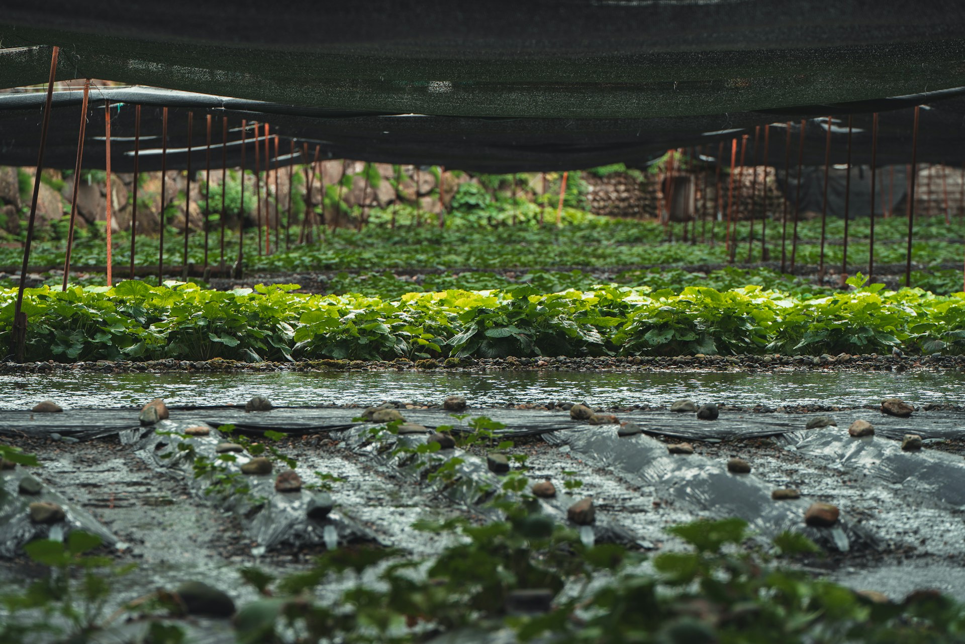 Transforming Communities: How Urban Farming Strengthens Local Food Systems
